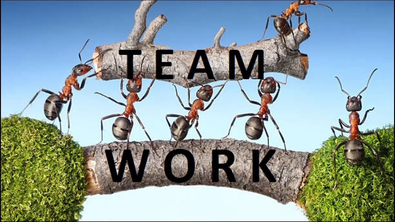 pentingnya teamwork
